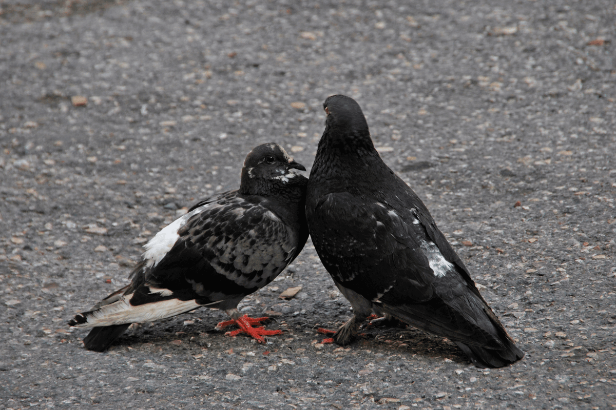black doves pair symbolises hope