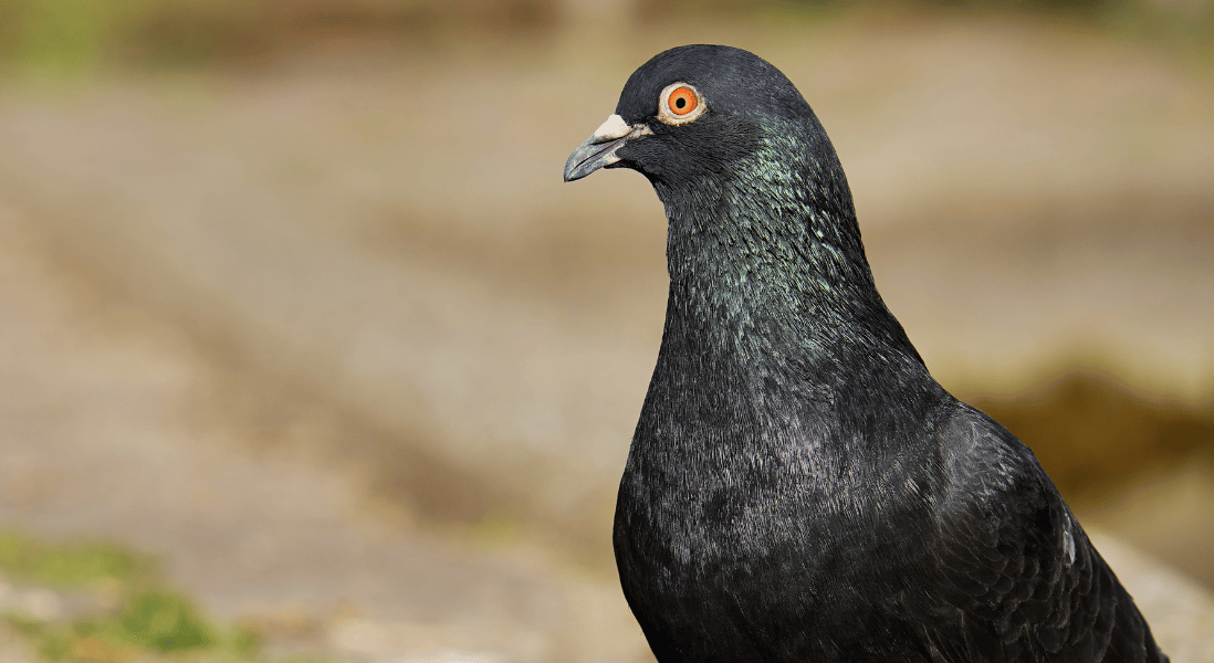 black doves on the paving