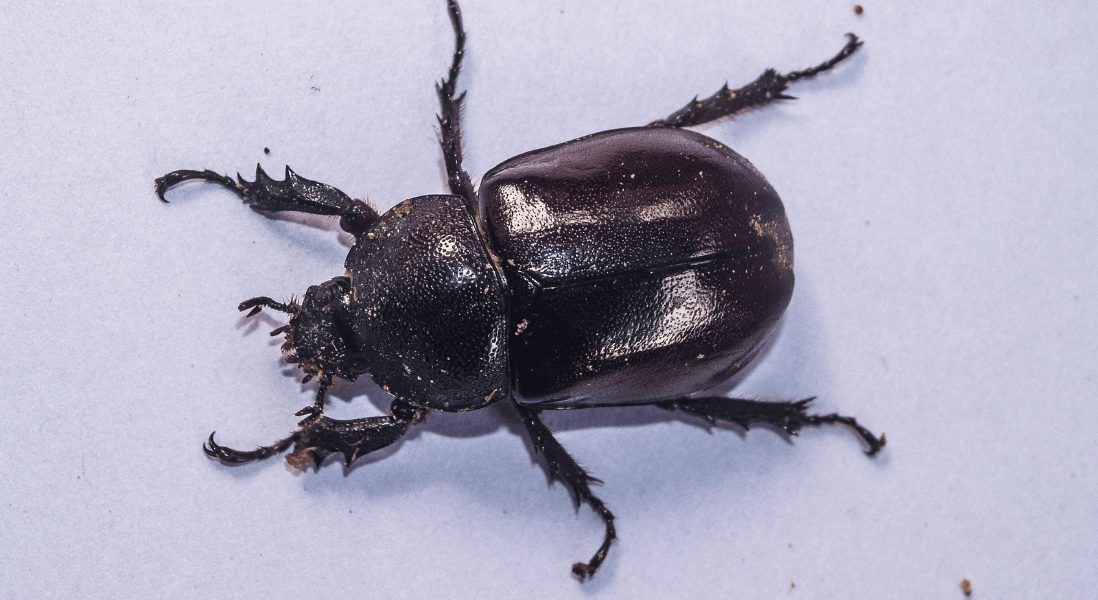 insect control for scarab beetle