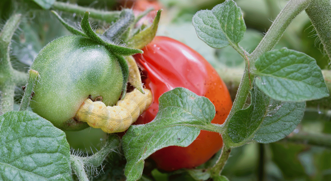 pests and organic pest control for caterpillars not to harm vegetables