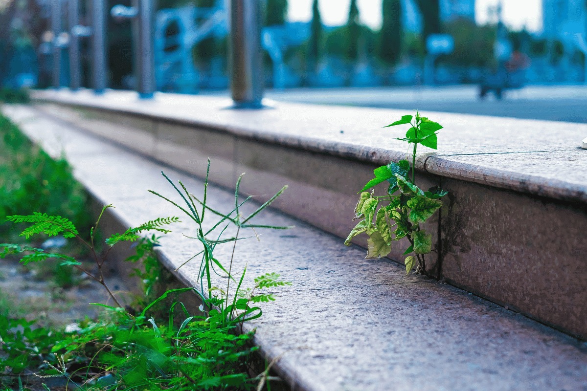 weed control success on your land full of weed