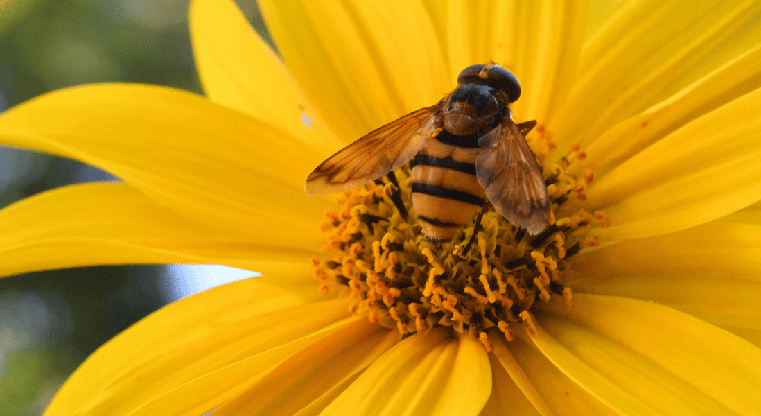 farmers can protect pollinators by growing more sunflower