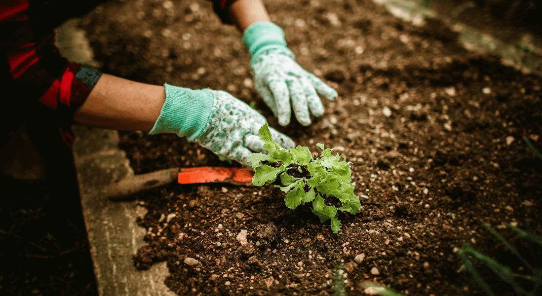 protect your garden this spring, hands on soil restoration