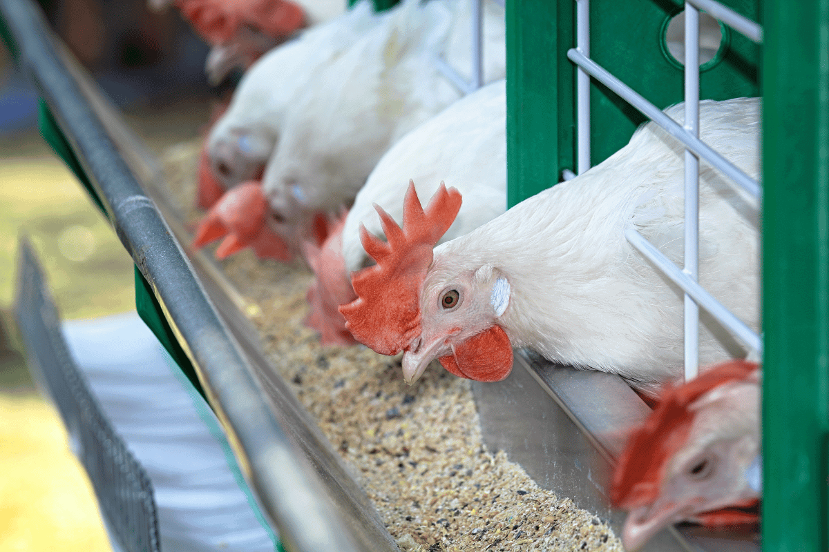 strategies to control poultry mites in your chicken farm