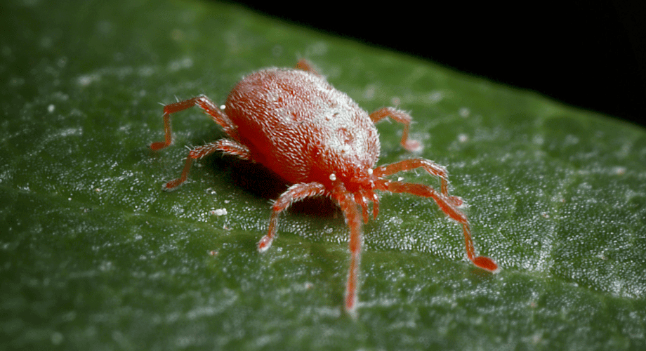 strategies to control poultry mites in your farm
