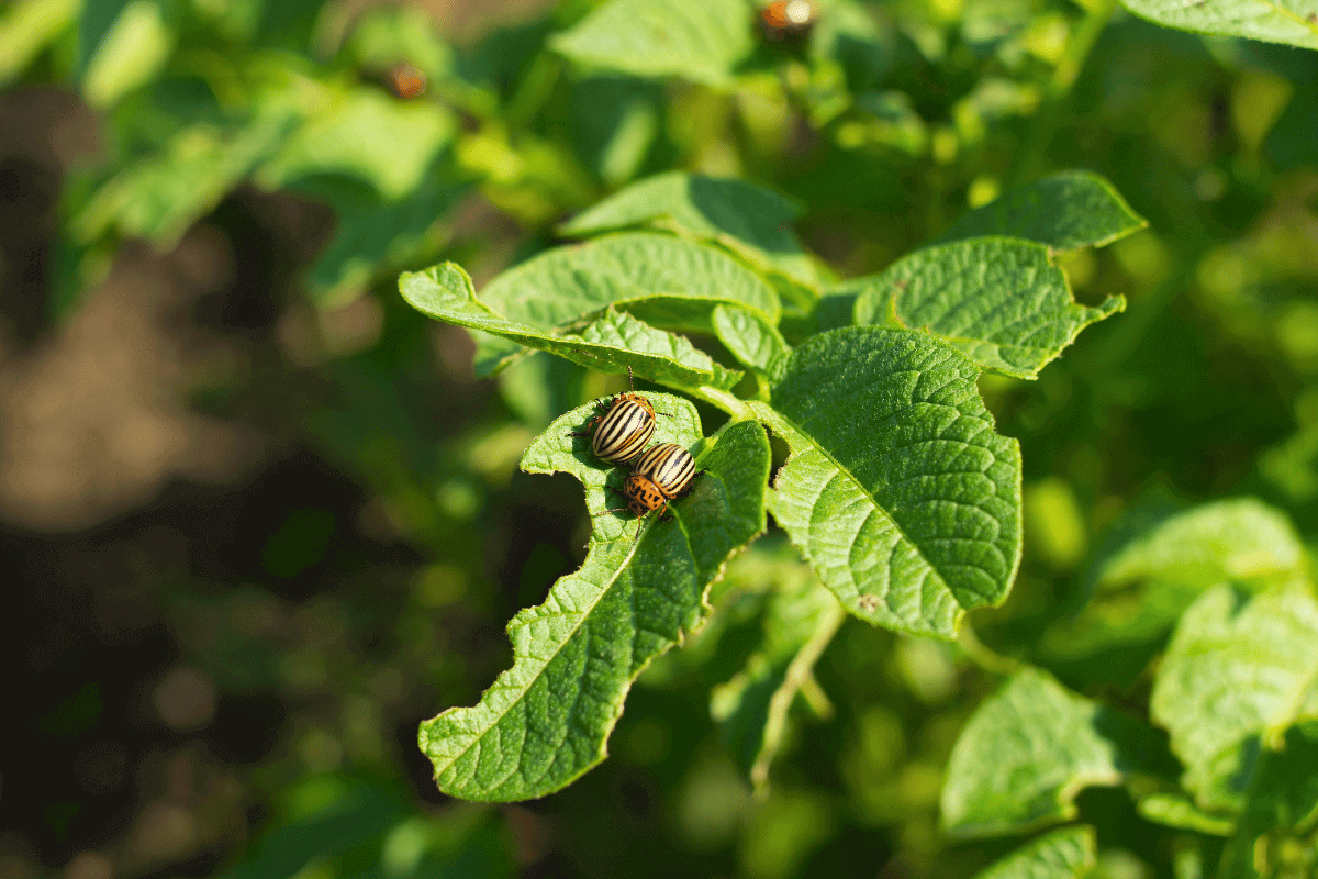 bugs garden pest control that lasts in kzn