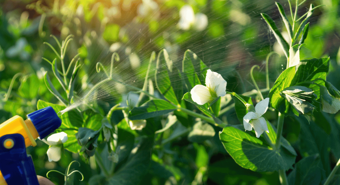 spray garden pest control that lasts in kzn 